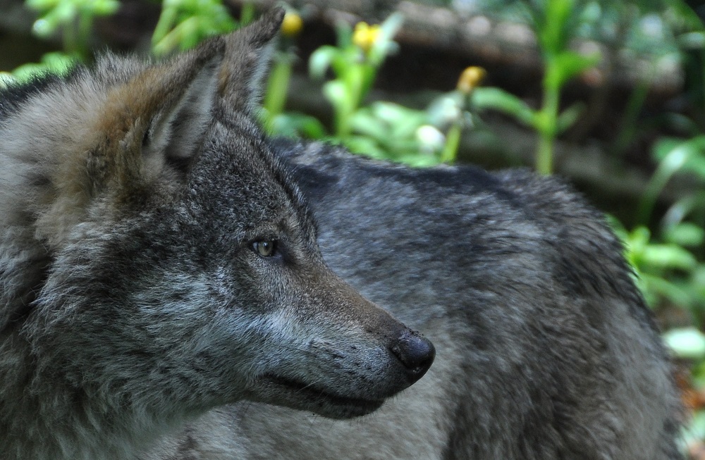 Primo monitoraggio del lupo su scala nazionale: il Cai si mette a disposizione